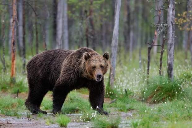 The Unz Review: Когда имеешь дело с медведем, спесь самоубийственна