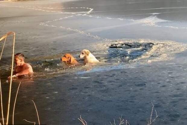 США покорил сибиряк, спасший двух собак из «ледяной ловушки» в Нью-Йорке