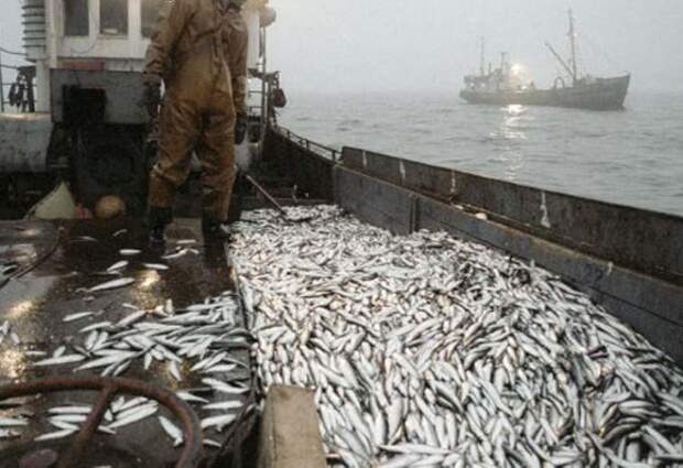 Деятельность российских рыбаков стала занозой для норвежцев..