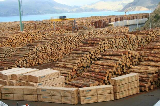В комментариях рассказали почему Путин решил запретить экспорт леса-кругляка. Я задумался...