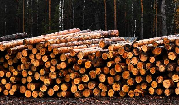 В Финляндии прокомментировали решение Путина о запрете вывоза древесины