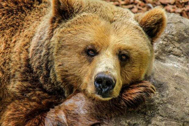 В правительстве Польши: Над нашей страной нависает огромный «медведь»