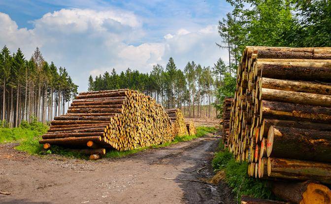 Абрамович захотел приватизировать русский лес