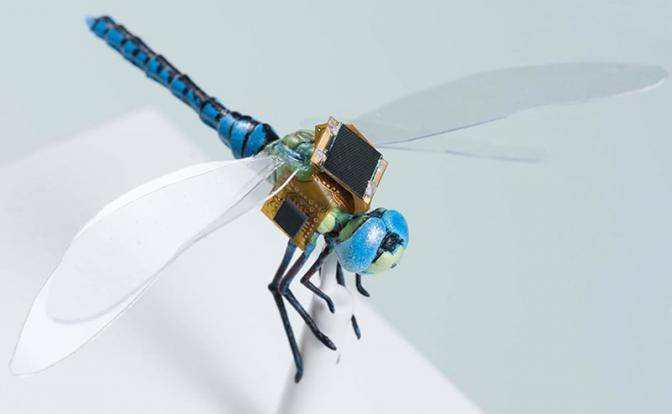 DARPA: На вооружение США поступят насекомые-киборги